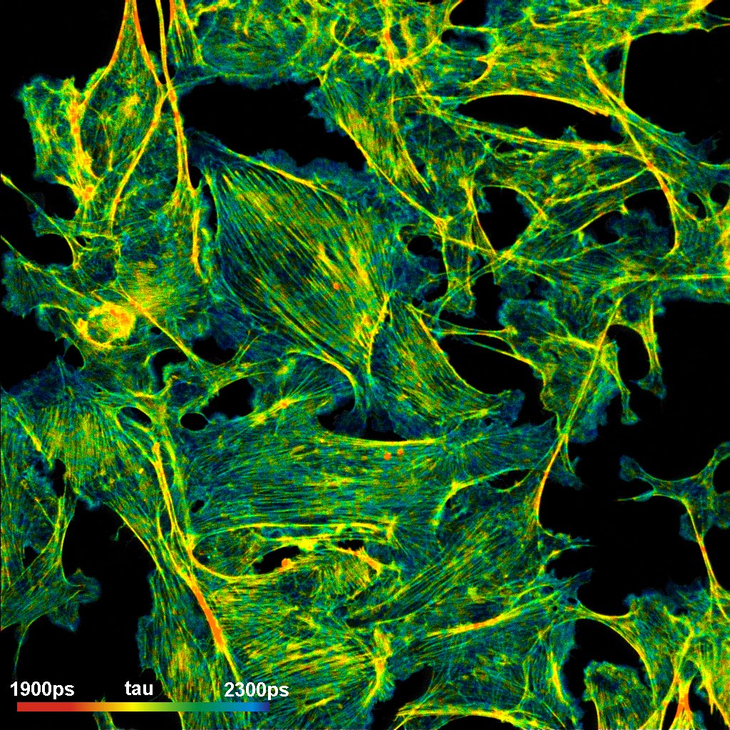 FLIM изображение  BPAE клеток FLIM изображение  BPAE клеток